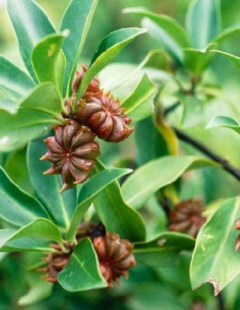 Star Anise